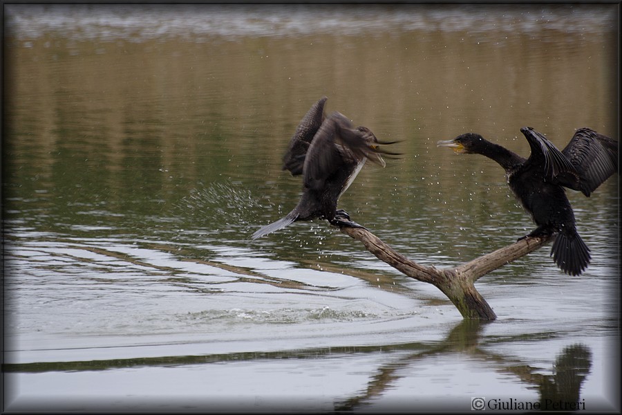 cormorano vs cormorano.
